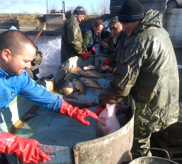 Рибарнице пуне, а цене повољне